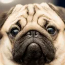 pug06336