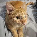 felinx