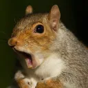 bigdsquirrels