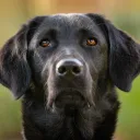 doggo_13