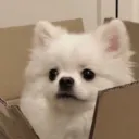 Аватар porosya8029