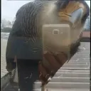 samujzk