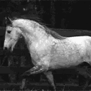 horsey.hennece