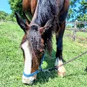 horsey.hennece
