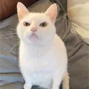 grumpy_cat0923