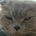 Аватар shapochkaka