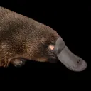 platypus247 avatar