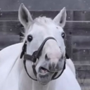 avatar neigher