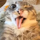 Аватар ice_bear44