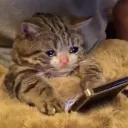 purrsneakitty