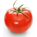 tomatodev