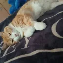 sadecezinzap