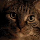 avatar ! • 𝐅𝐫𝐞𝐞𝐦 • ᴿ-ᶻᵒⁿᵉ