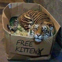 avatar Chocolate Chip Cookie 🍪