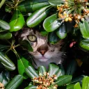 hidinthebushes