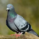 lapalomamecanica.