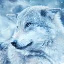 nightseeker156537 avatar