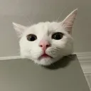 itsberkechan