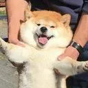 dagy