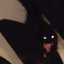 eycel