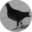 the_pigeon_minded