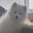 barakyoung