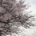sy_sl