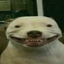 Аватар ttucan1