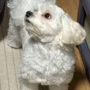 .yoyoi