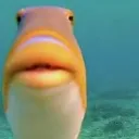 dafish21