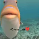 dafish21