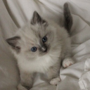 avatar 𑣲Angel ﾒ𝟶