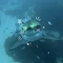 merkysss