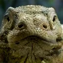 varanvaran avatar
