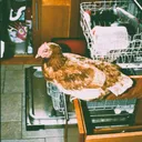 chickeninthekitchen