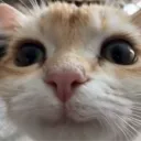 feddyfatsbear