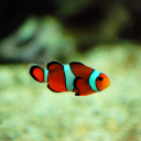 Clownfish7050 member profile picture
