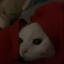 almostkoi