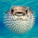 avatar PreZidentEviL | Domi