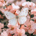 avatar spring butterfly