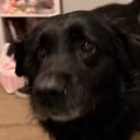 yummypoptartflavor's profile picture