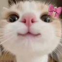 avatar 𝑨𝑺𝑳𝑨𝑨 💋