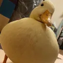 .hugeduck