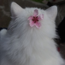 avatar ａｙａ   ｐａｐａｙａ