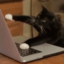 catzumo