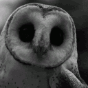 _vee._.