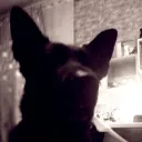 svyatoslav0186 avatar