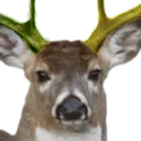 deerintheherbgarden1817