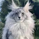 dantetsn avatar