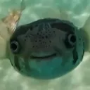 williamthefatman